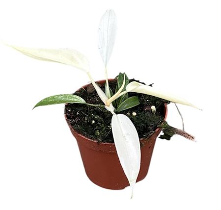 Philodendron Florida Ghost