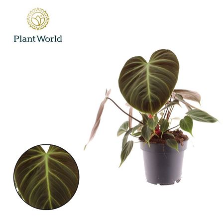 Philodendron Choco Red