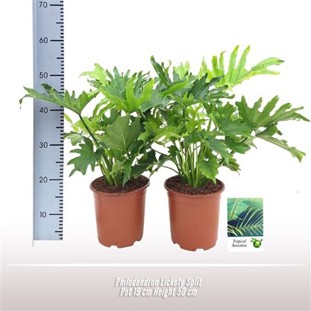 Philodendron Lickety Split