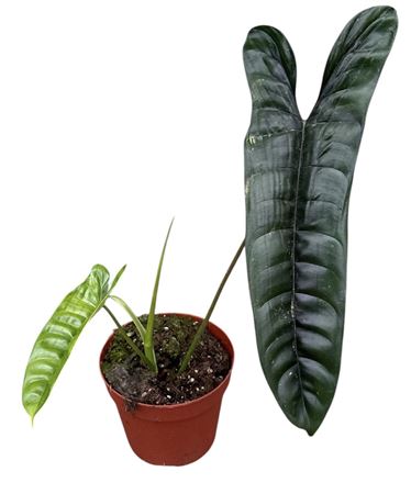 Philodendron Felix
