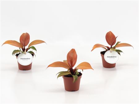 Philodendron Mccolley's Finale