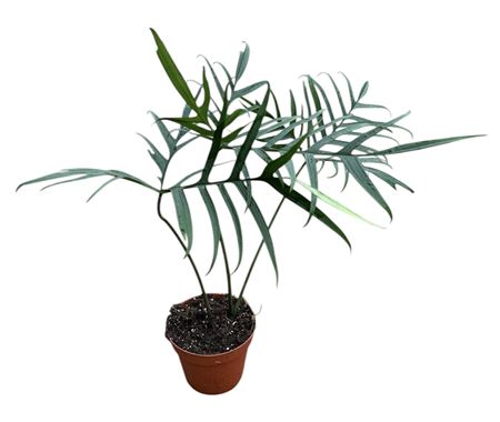 Philodendron Polypodiodes