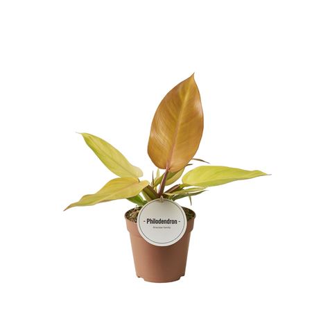 Philodendron Prince Orange