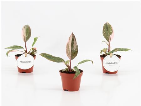 Philodendron Pink Princess