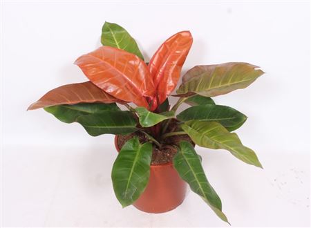 Philodendron Orange