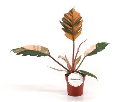 Philodendron Caramel Marble