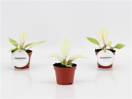 Philodendron Snowdrift