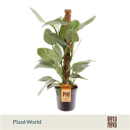 Philodendron Silver Sword Mosstok