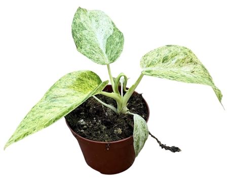 Philodendron Giganteum Blizzard Variegata