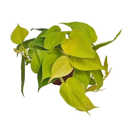 Philodendron Neon