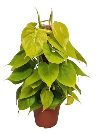 Philodendron Neon On Moss Pole