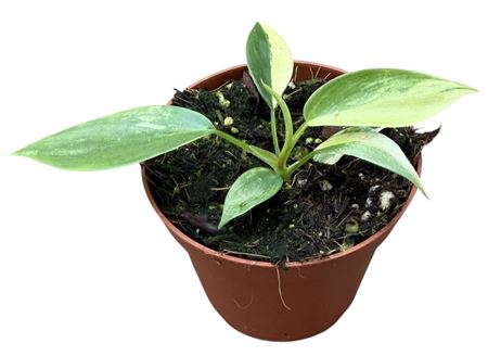 Philodendron Florida Beauty