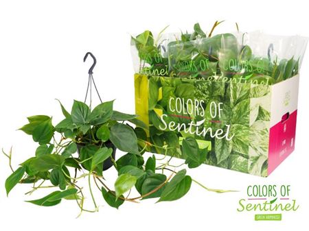 Philodendron Scandens Hang