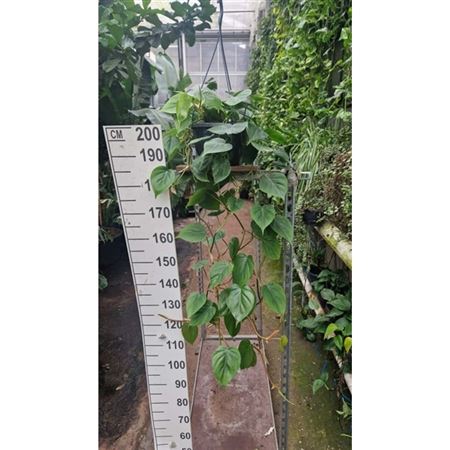 Philodendron Scandens Hangplant