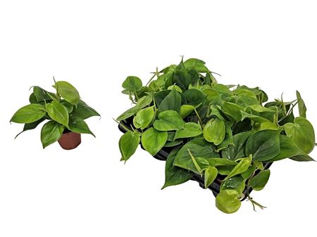 Philodendron Scandens Green Bush