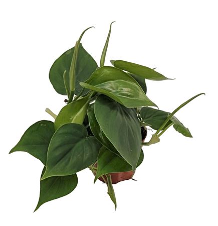 Philodendron Scandens Green
