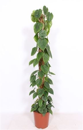 Philodendron Scandens
