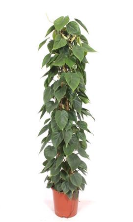 Philodendron Scandens Piramide