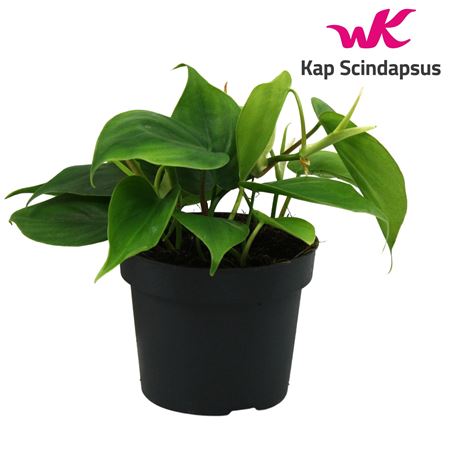 Philodendron Scandens