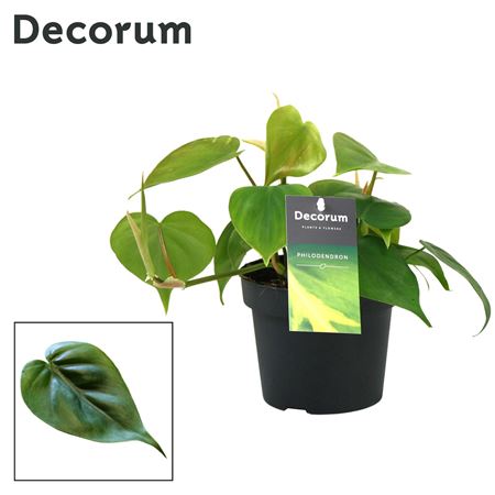 Philodendron Scandens (decorum)