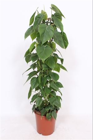 Philodendron Scandens