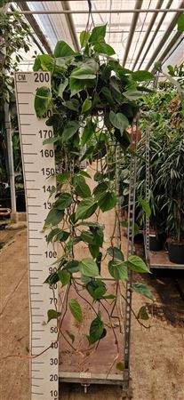 Philodendron Scandens Hanging