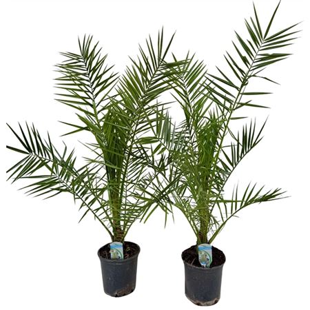 Phoenix Canariensis.