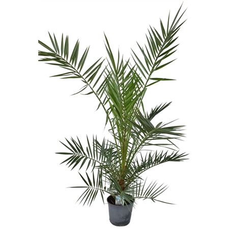 Phoenix Canariensis Phoecan