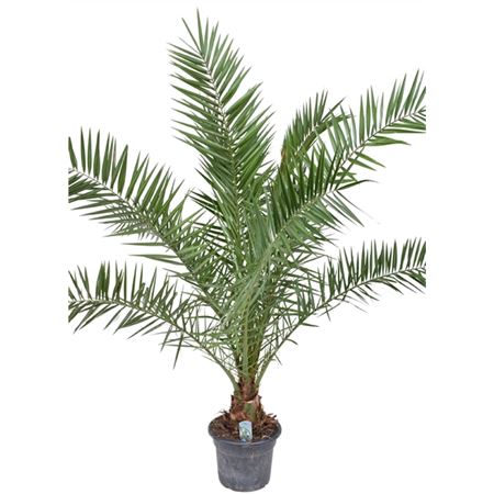 Phoenix Canariensis.