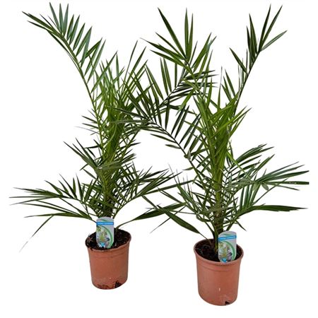 Phoenix Canariensis Phoecan