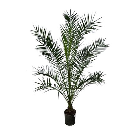 Phoenix Canariensis Phoecan