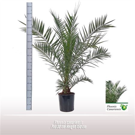 Phoenix Canariensis.