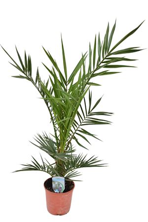 Phoenix Canariensis.