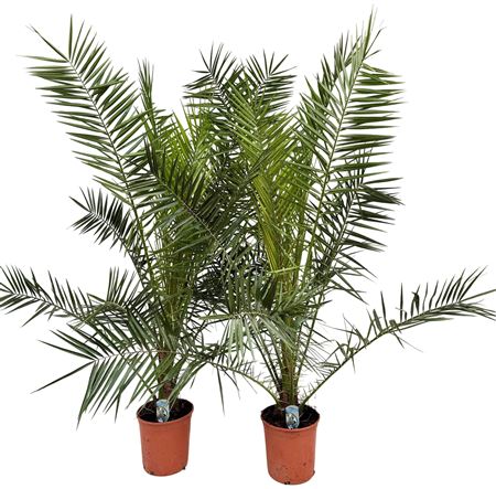 Phoenix Canariensis.