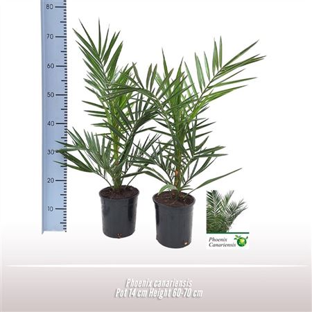 Phoenix Canariensis Phoecan