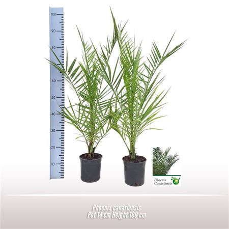 Phoenix Canariensis Phoecan