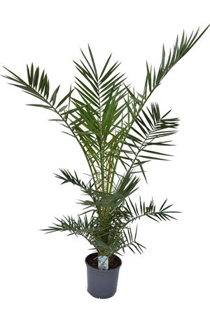 Phoenix Canariensis Phoecan