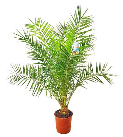 Phoenix Canariensis Phoecan