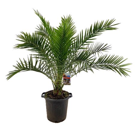 Phoenix Canariensis Phoecan
