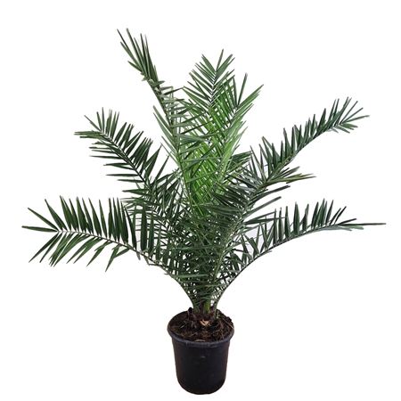 Phoenix Canariensis Phoecan