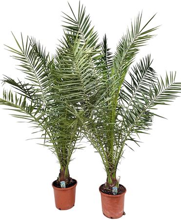 Phoenix Canariensis Phoecan