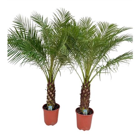 Phoenix Roebelenii On Stem