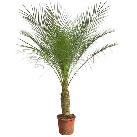 Phoenix Roebelenii