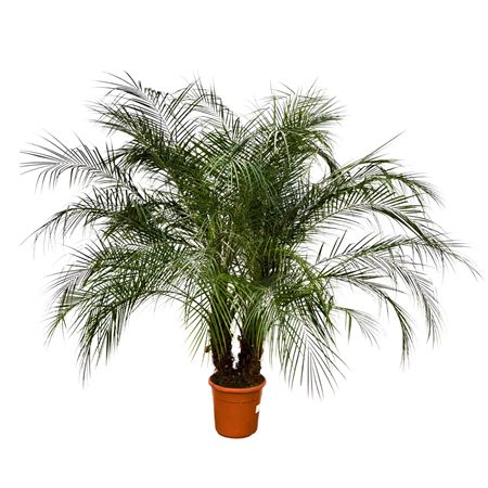 Phoenix Roebelenii Multi-stem