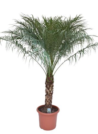 Phoenix Roebelenii On Stem