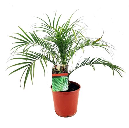 Archontophoenix Alexander