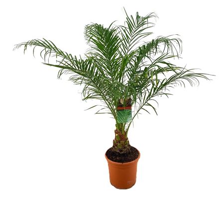 Phoenix Roebelenii