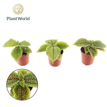 Pilea Moonvalley
