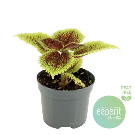 Pilea Mollis Moon Valley