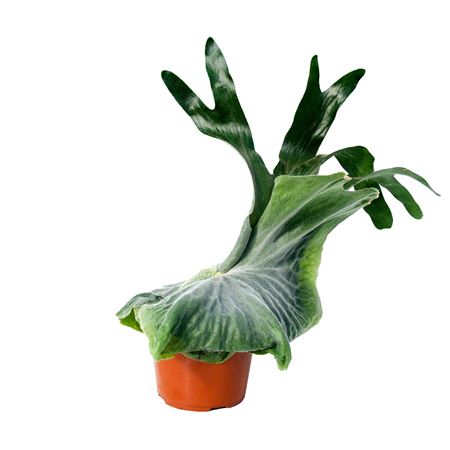 Platycerium Superbum (giant Staghorn)